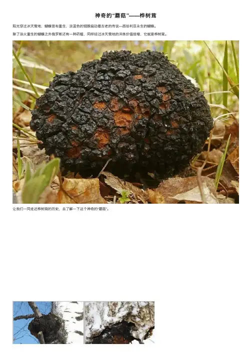 神奇的“蘑菇”——桦树茸
