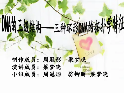 三种环形DNA的拓扑学特征 2