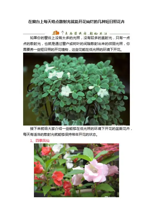 在窗台上每天给点散射光就能开花灿烂的几种短日照花卉
