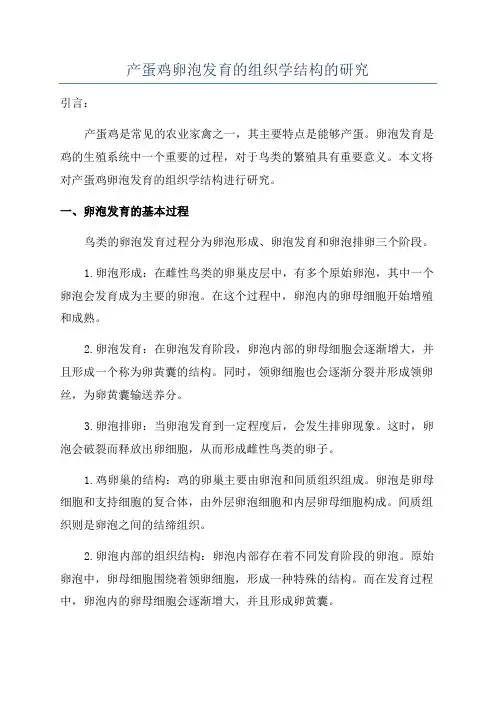 产蛋鸡卵泡发育的组织学结构的研究
