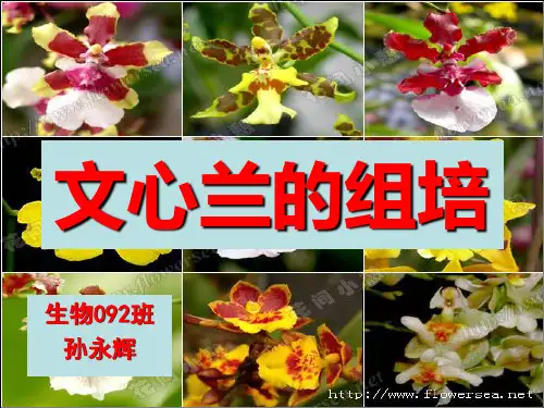 文心兰的组培ppt
