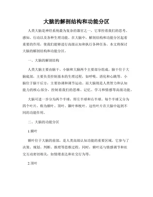 大脑的解剖结构和功能分区
