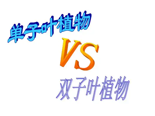 单子叶植物和双子叶植物