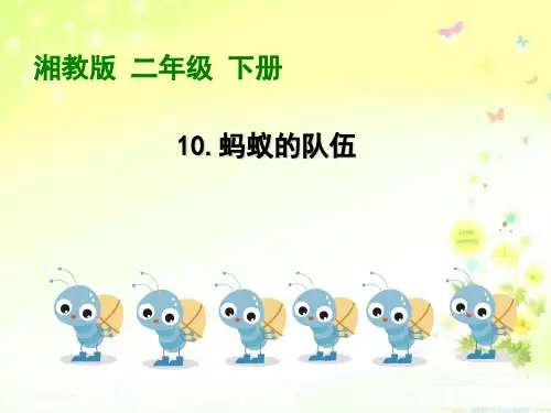 《蚂蚁的队伍》课件