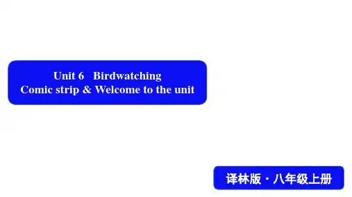 牛津译林版八年级英语上册Unit 6  Bird watching