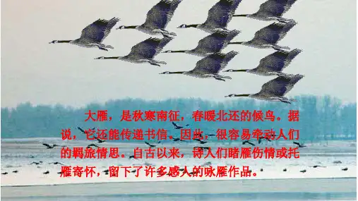 人教部编版八年级语文下册 7《大雁归来》课件