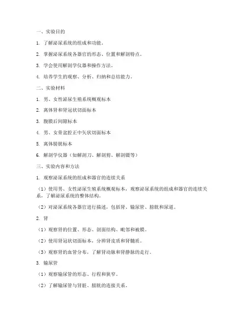 泌尿系统实验实训报告