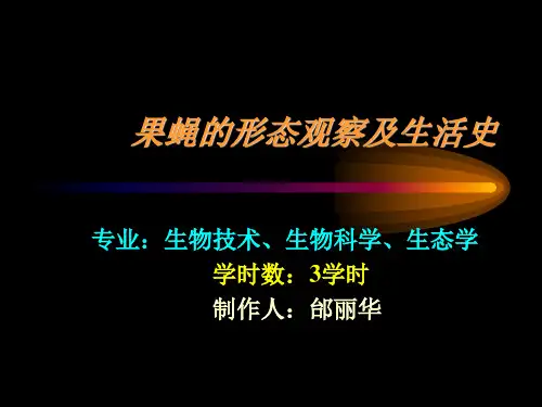 果蝇的形态观察及生活史