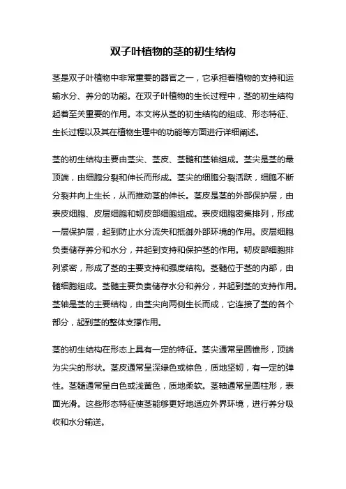 双子叶植物的茎的初生结构