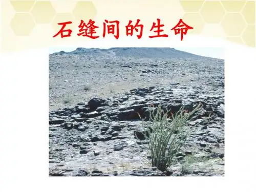 《石缝间的生命》课件2-优质公开课-语文版九下精品