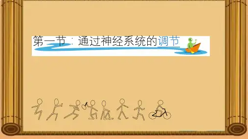人教版高中生物必修三2.1通过神经系统的调节教学课件 (共16张PPT)
