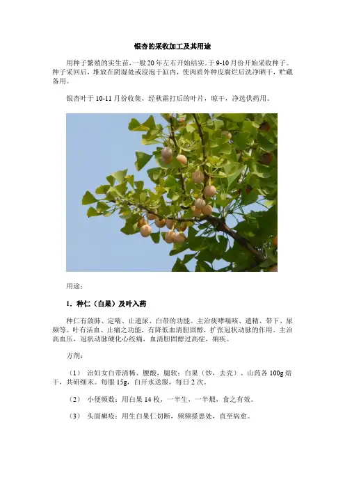 银杏的采收加工及其用途