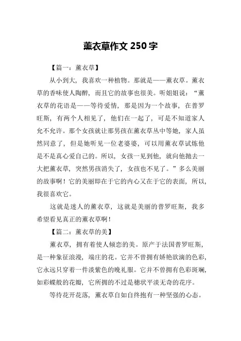 薰衣草作文250字