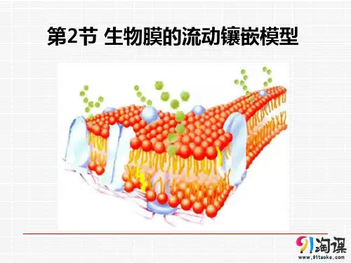 课件9：4.2 生物膜的流动镶嵌模型