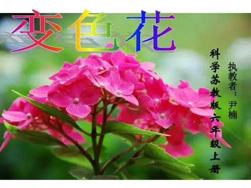 苏教版小学科学l六年级上册《变色花》课件vr