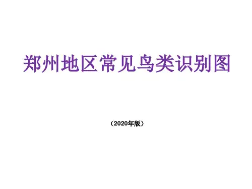 常见鸟类识别图最新版