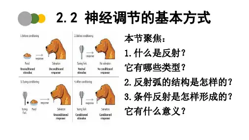 神经调节的基本方式ppt课件