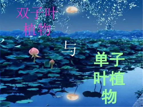 双子叶植物