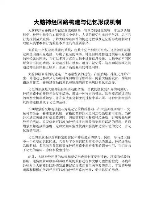大脑神经回路构建与记忆形成机制