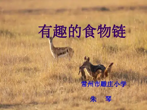 六年级下 有趣的食物链 苏教版ppt (共12页)