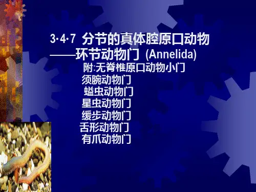 动物生物学七、环节动物Microsoft PowerPoint 演示文稿