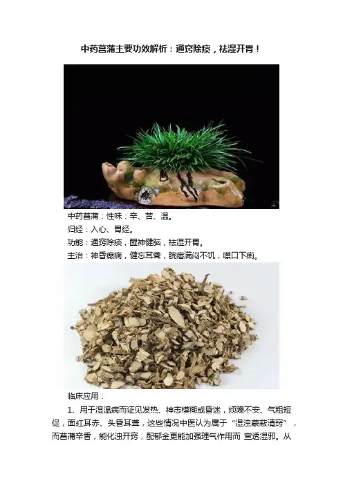 中药菖蒲主要功效解析：通窍除痰，祛湿开胃！