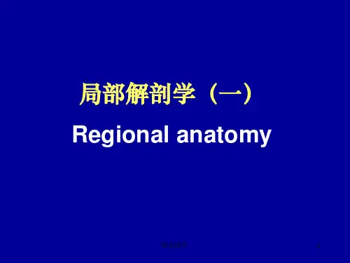 人体下肢的局部解剖ppt课件