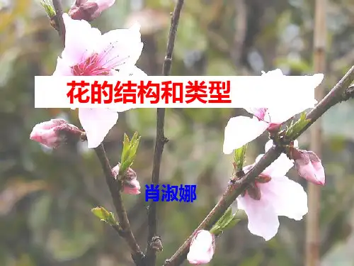 花的结构和类型-课件