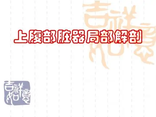 上腹部脏器解剖