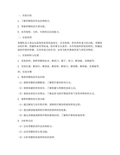 观察骨骼肌实验报告