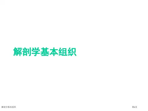 解剖学基本组织