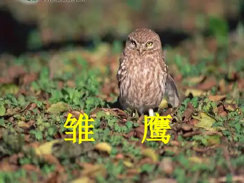 雏鹰之歌小学音乐人音版五年级上册_1课件
