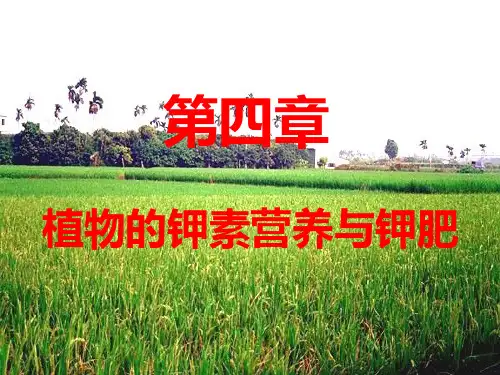 植物的钾素营养与钾肥 PPT课件