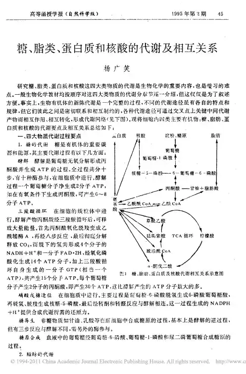 糖_脂类_蛋白质和核酸的代谢及相互关系