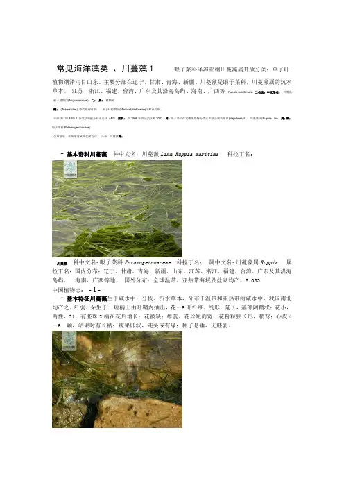常见海洋藻类