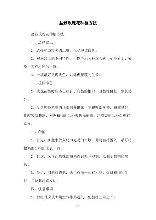 盆栽玫瑰花种植方法