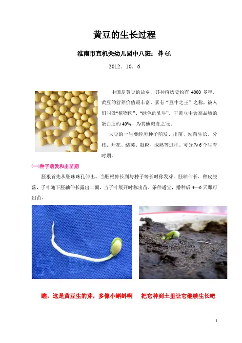 黄豆的生长过程图解