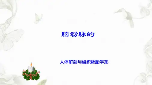 脑动脉willis环的解剖课件