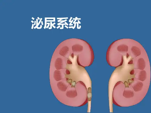 泌尿系统