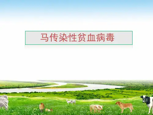 马传染性贫血病毒.ppt