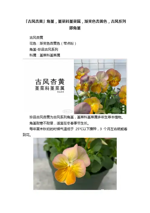 「古风杏黄」角堇，堇菜科堇菜属，渐变色杏黄色，古风系列即角堇