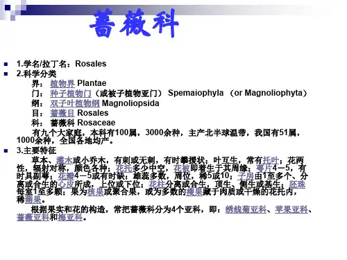 蔷薇科ppt