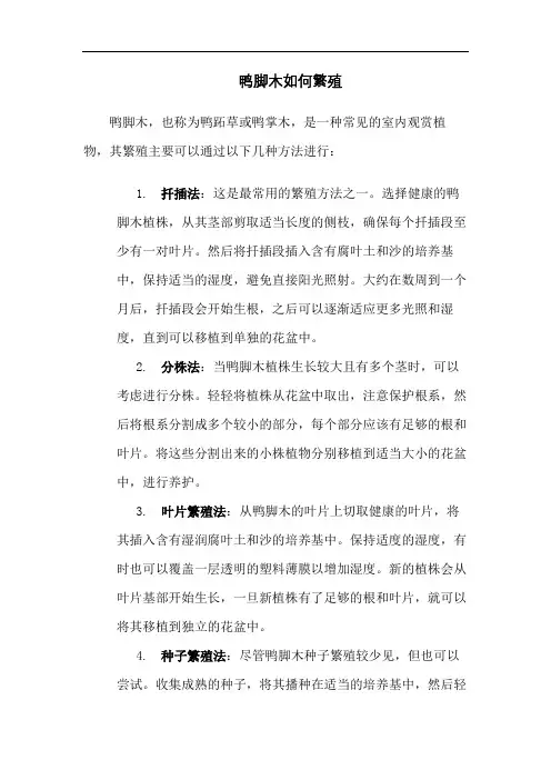 鸭脚木如何繁殖