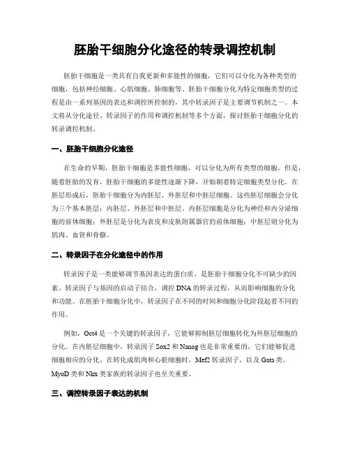 胚胎干细胞分化途径的转录调控机制