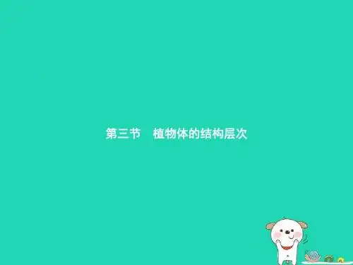 七年级生物上册 2.2.3 植物体的结构层次课件 (新版)新