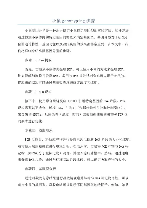 小鼠genotyping步骤