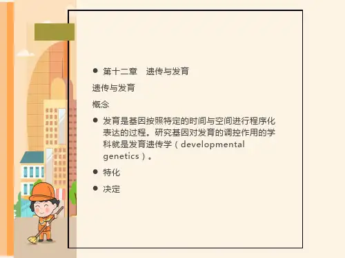 遗传学第十二章遗传与发育