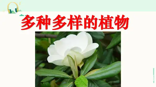 教科版科学六年级上册《多种多样的植物》课件