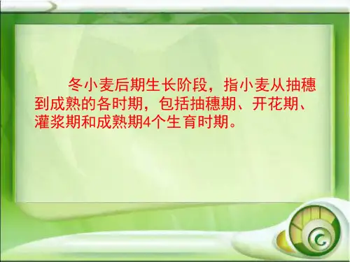 高教版农作物生产技术第二章第五节小麦的后期管理技术ppt课件.ppt