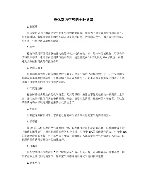 净化室内空气的十种盆栽